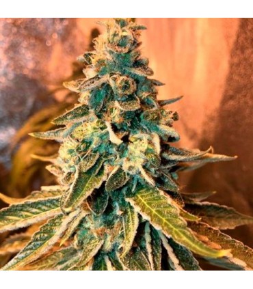 Chem OG fem. Female Seeds