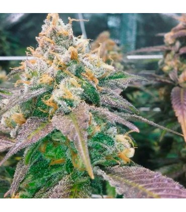 Dream Berry 10 u. fem. Female Seeds