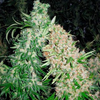 Skunk Special 10 u. fem. Female Seeds