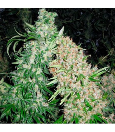 Skunk Special 10 u. fem. Female Seeds