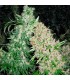 Skunk Special fem. Female Seeds