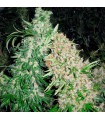 Skunk Special fem. Female Seeds