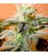 Indoor Mix fem. Female Seeds