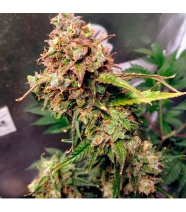 Auto NL 10 u. fem. Female Seeds