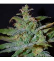 Auto AK fem. Female Seeds