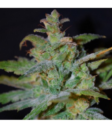 Auto Ak 10 u. fem. Female Seeds