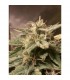 Auto Bubble fem. Female Seeds
