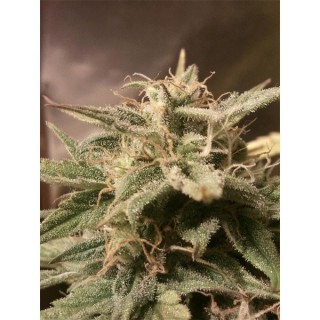 Auto Bubble fem. Female Seeds