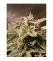 Auto Bubble fem. Female Seeds