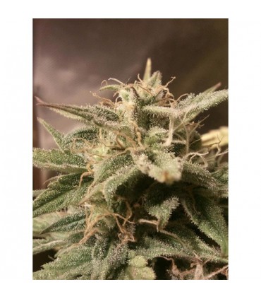 Auto Bubble 10 u. fem. Female Seeds