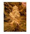 Auto Kush fem. Female Seeds