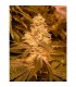 Auto Kush 10 u. fem. Female Seeds