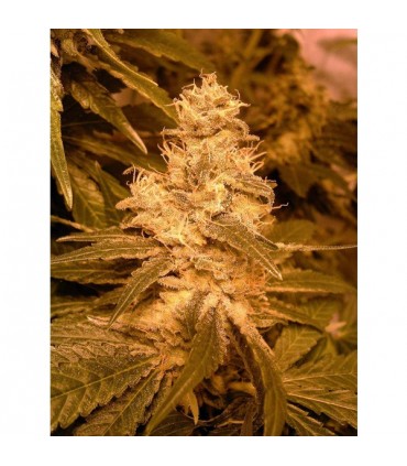 Auto Kush 10 u. fem. Female Seeds