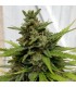 Auto Critical X-Line 5 u. fem. Female Seeds