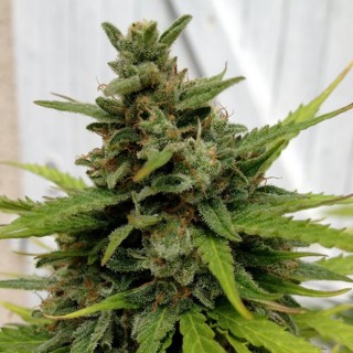 Auto Critical X-Line 5 u. fem. Female Seeds