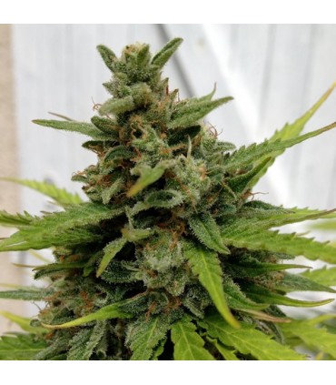 Auto Critical X-Line 5 u. fem. Female Seeds