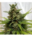 Auto Critical X-Line 5 u. fem. Female Seeds