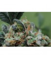 Blue Cheese fem. Female Seeds