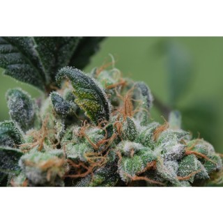 Blue Cheese 10 u. fem. Female Seeds