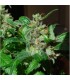 Black Sugar 5 u. fem. Female Seeds