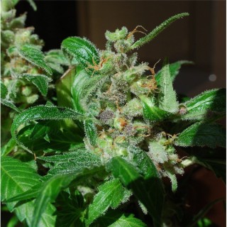 Black Sugar 5 u. fem. Female Seeds