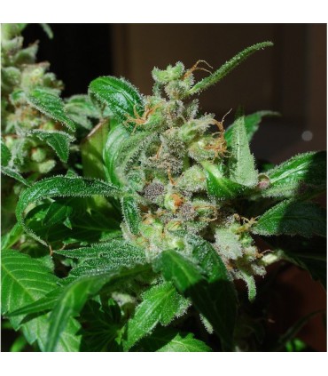 Black Sugar 5 u. fem. Female Seeds