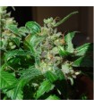 Black Sugar 5 u. fem. Female Seeds