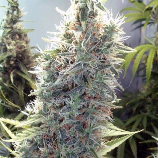 C99 - fem. Female Seeds