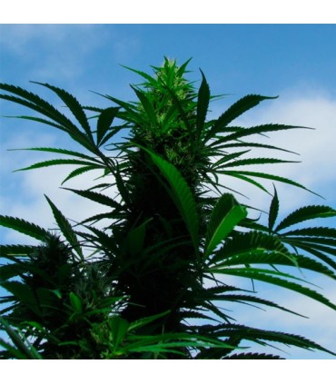 C99 - 10 u. fem. Female Seeds