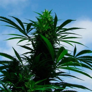 Outdoor C99 X-Line 5 u. fem. Female Seeds AGOTADA EN ORIGEN