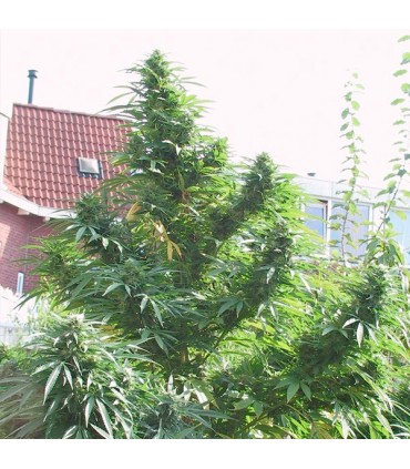 Easy Sativa 10 u. fem. Female Seeds