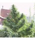 Easy Sativa fem. Female Seeds