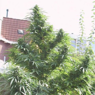 Easy Sativa fem. Female Seeds