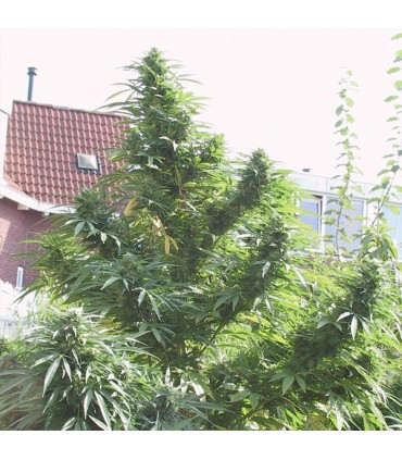 Easy Sativa fem. Female Seeds