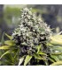 Grapefruit fem. Female Seeds