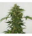 Auto Haze X-Line 5 u. fem. Female Seeds