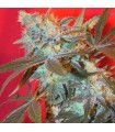 Iced Widow Female Seeds