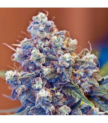 Iced Grapefruit 10 u. fem. Female Seeds