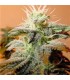 Indoor Mix 10 u. fem. Female Seeds