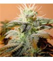 Indoor Mix 10 u. fem. Female Seeds