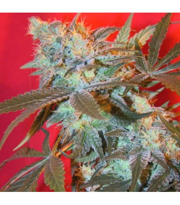 Iced Grapefruit fem. Female Seeds