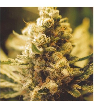 Lemon Kush fem. Female Seeds