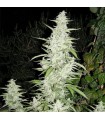 Maroc fem. Female Seeds