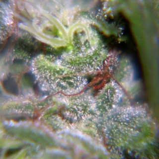 Neville Haze 10 u. fem. Female Seeds