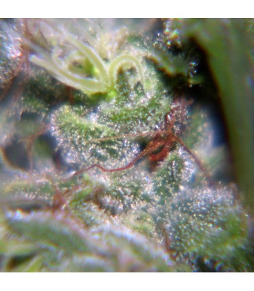 Neville Haze fem. Female Seeds