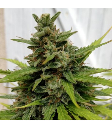 Auto NL X-Line 5 u. fem. Female Seeds