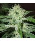 Outdoor Mix X-Line 5 u. fem. Female Seeds AGOTADAS EN ORIGEN