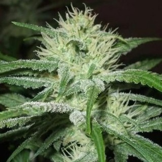 Outdoor Mix X-Line 5 u. fem. Female Seeds AGOTADAS EN ORIGEN