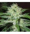 Outdoor Mix X-Line 5 u. fem. Female Seeds AGOTADAS EN ORIGEN