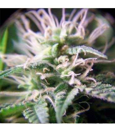 Purple Maroc fem. Female Seeds